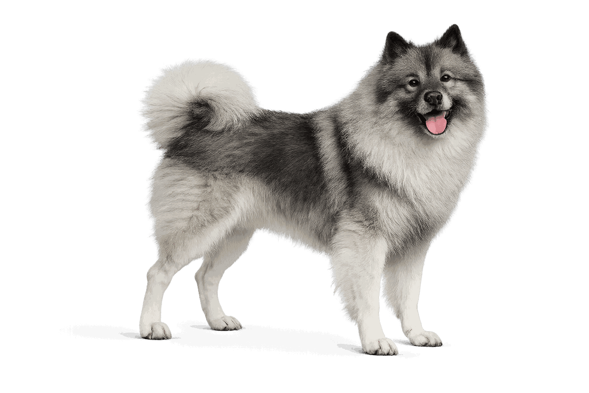Keeshond