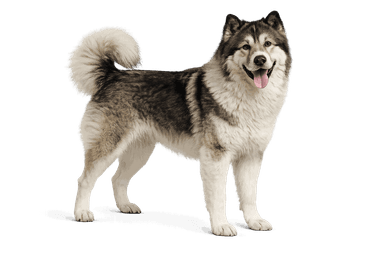 Macedonian Shepherd Dog Karaman