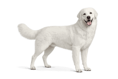 Maremma Sheepdog