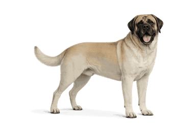 Mastiff