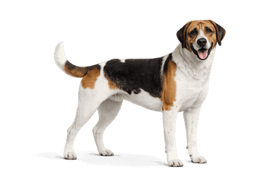 Medium-Sized Anglo-French Hound