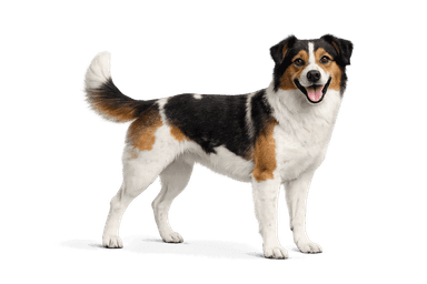 Miniature American Shepherd