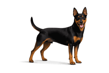 Miniature Pinscher