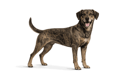 Mountain Cur