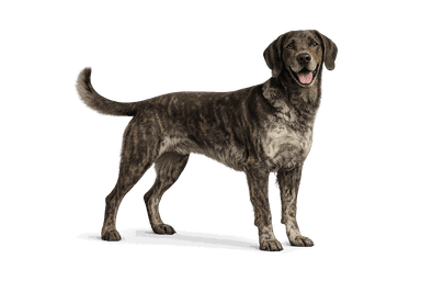 Plott Hound