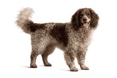 Pont-Audemer Spaniel