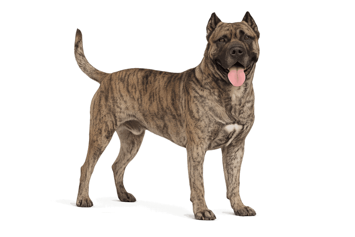 Presa Canario