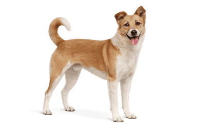 Pyrenean Sheepdog (Smooth-Faced)