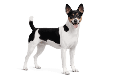 Rat Terrier