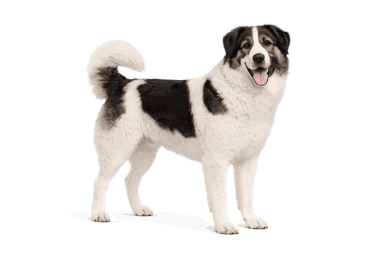 Romanian Bucovina Shepherd