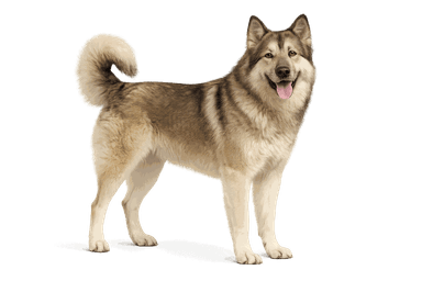 Romanian Carpathian Shepherd