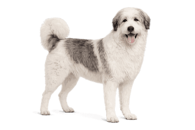 Romanian Mioritic Shepherd