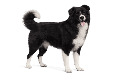 Romanian Raven Shepherd