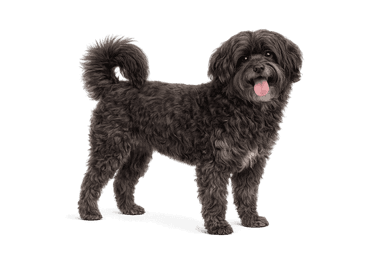 Russian Tsvetnaya Bolonka