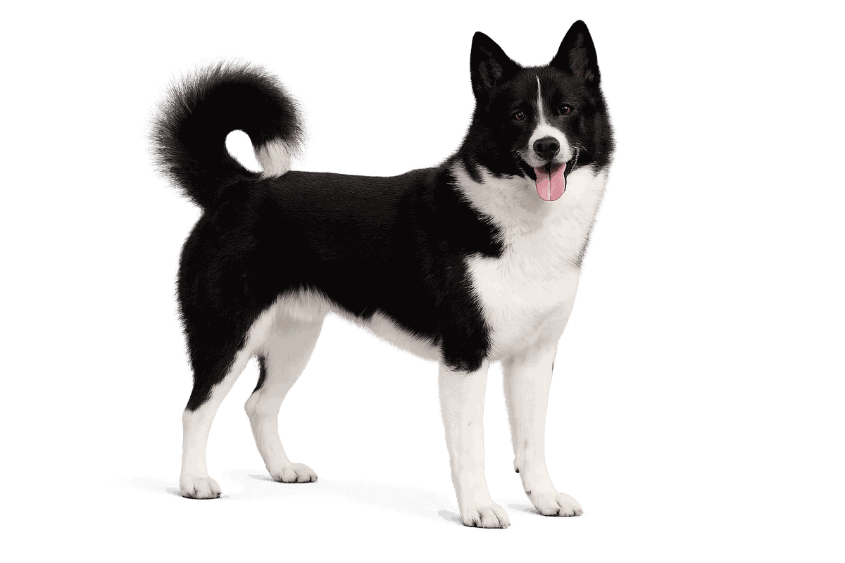 Russo-European Laika