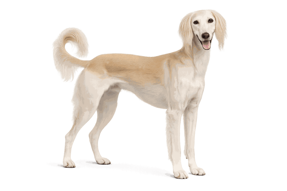 Saluki