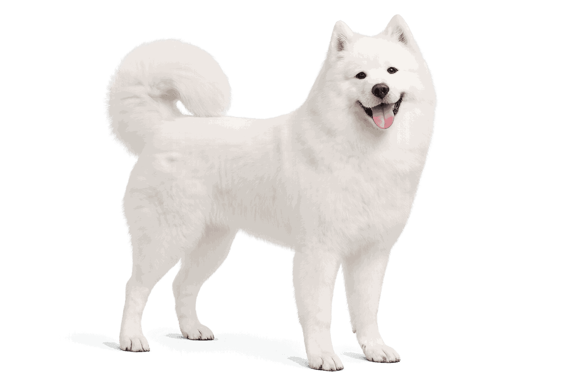 Samoyed