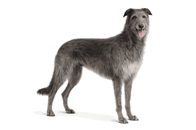Scottish Deerhound