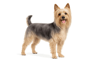 Silky Terrier