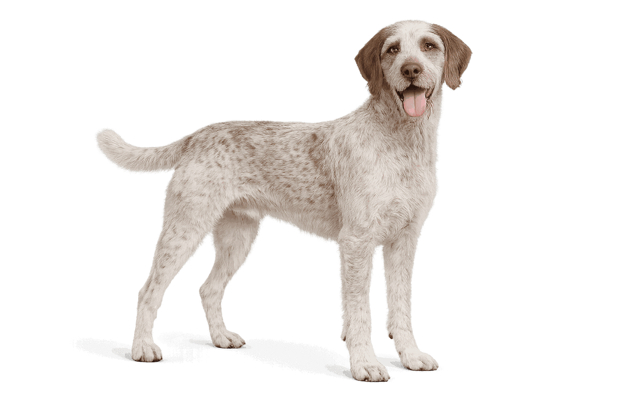 Slovakian Wirehaired Pointer