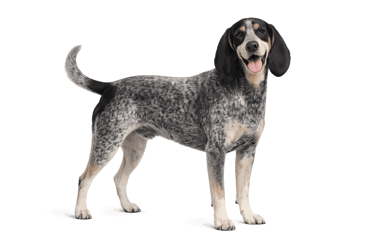 Small Blue Gascony Hound