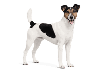 Smooth Fox Terrier