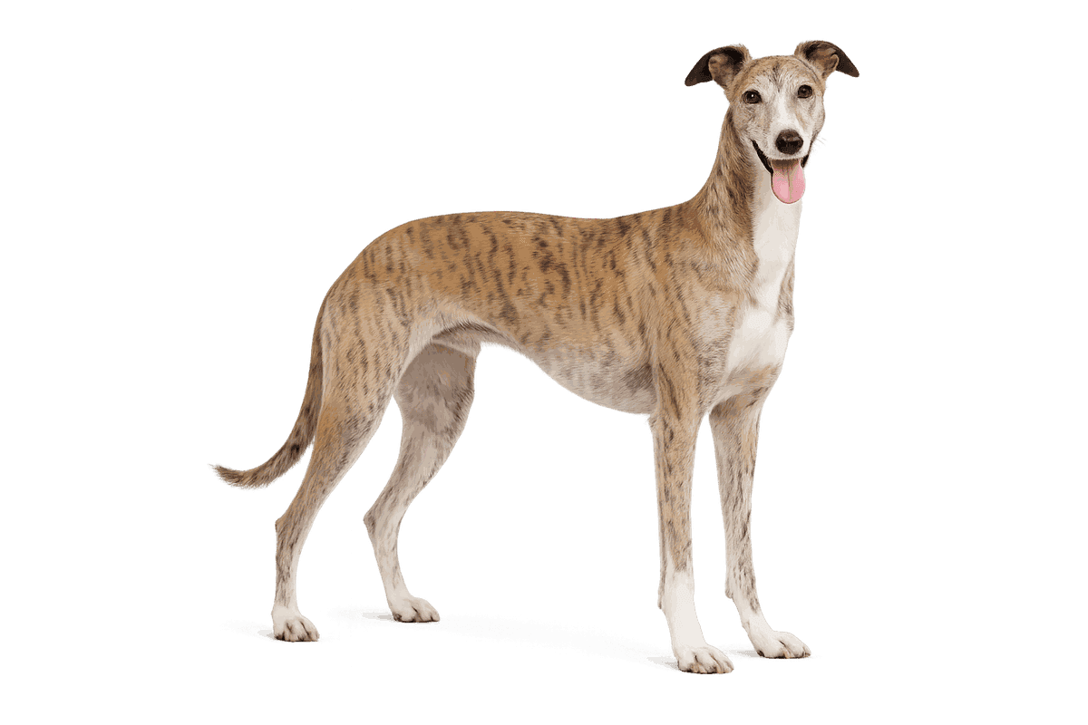 Spanish Galgo