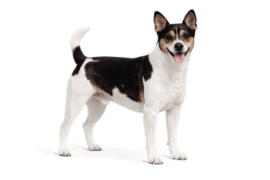 Teddy Roosevelt Terrier