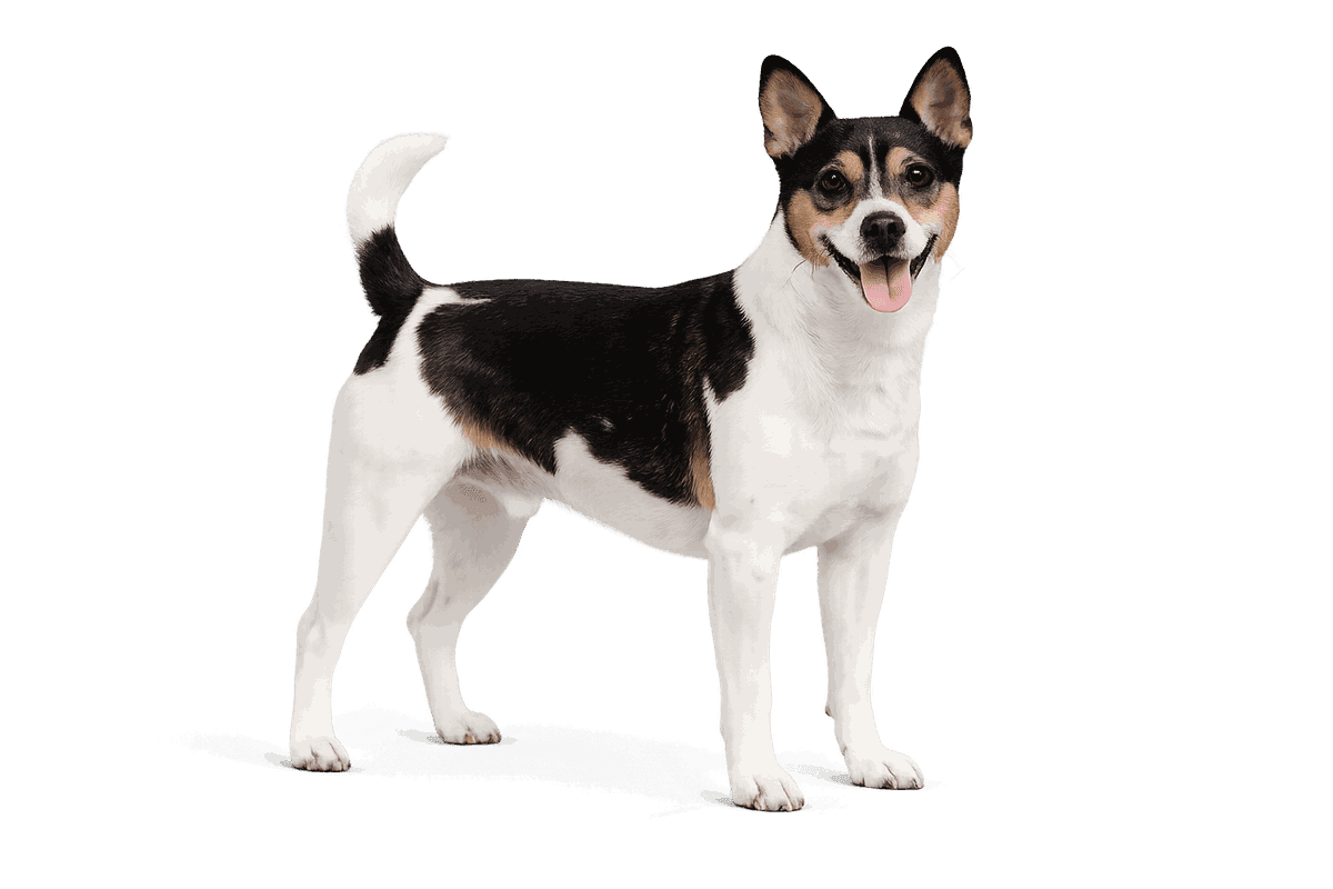 Teddy Roosevelt Terrier