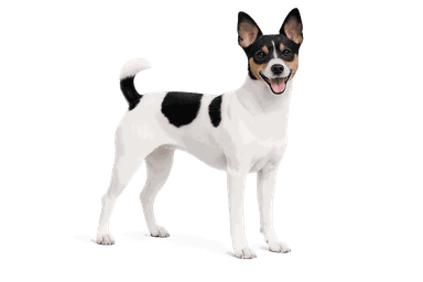 Toy Fox Terrier