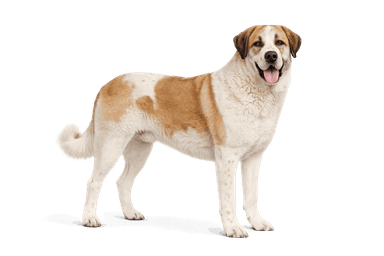 Transmontano Mastiff