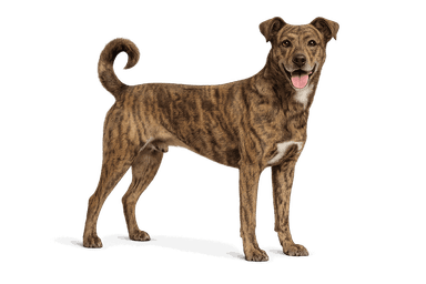 Treeing Tennessee Brindle