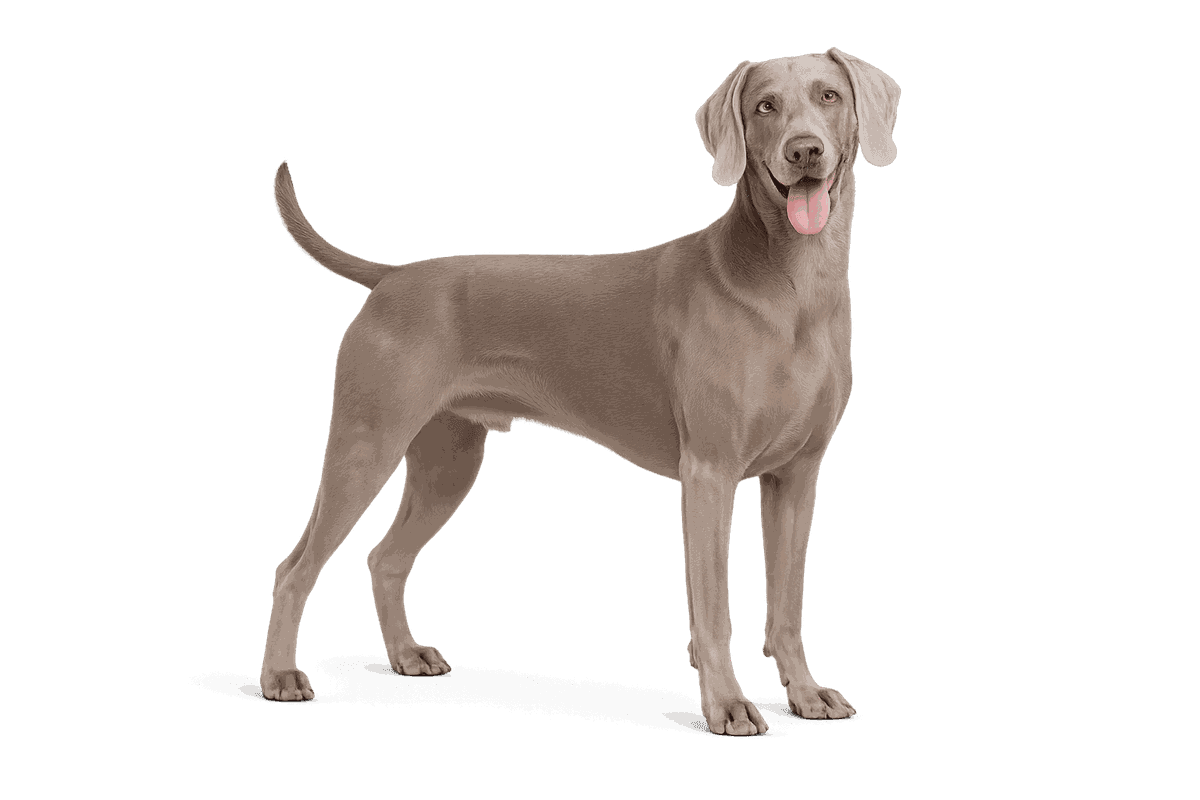 Weimaraner