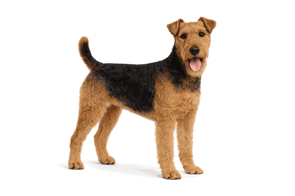 Welsh Terrier
