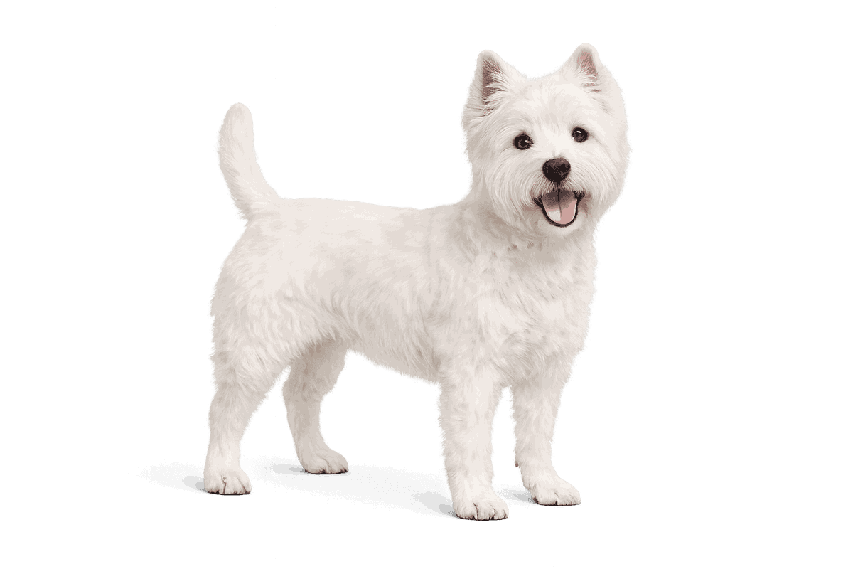 West Highland White Terrier