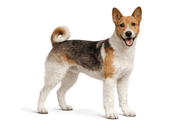 Wire Fox Terrier