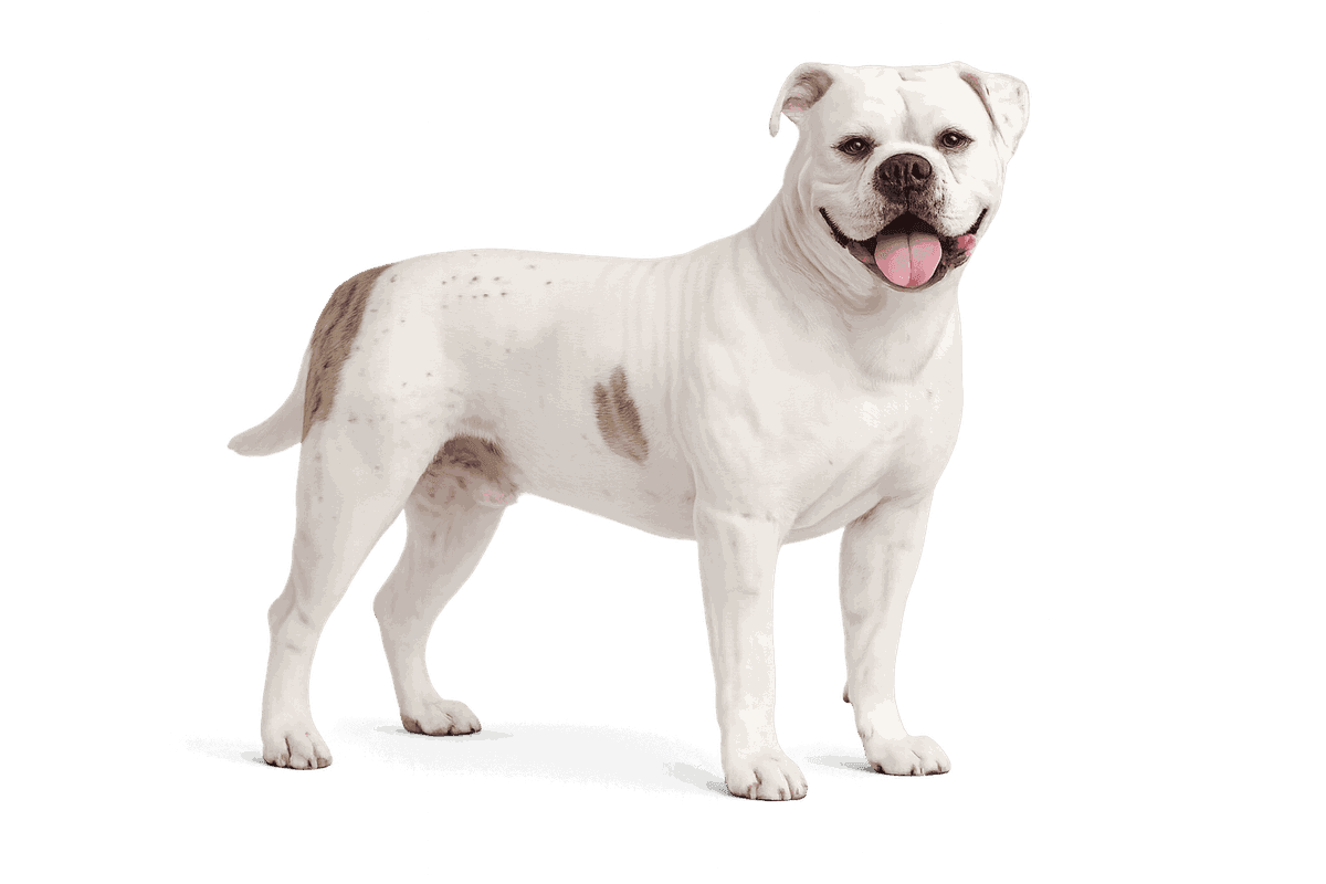 American Bulldog