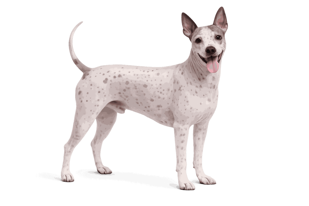 American Hairless Terrier