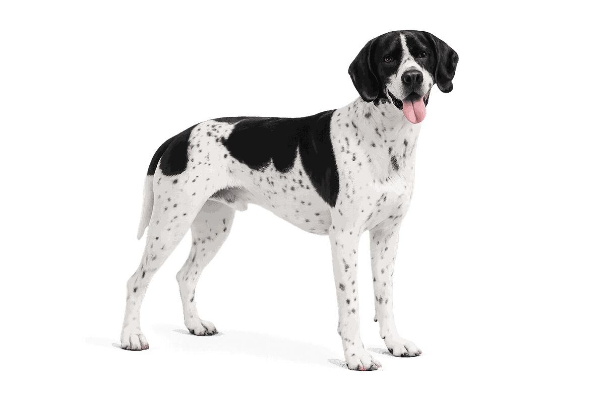 Auvergne Pointer