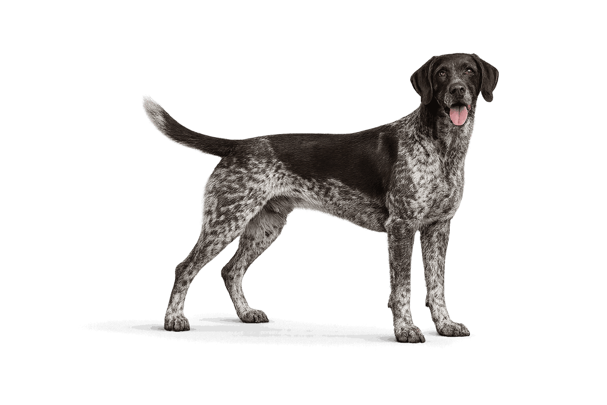German Shorthaired Pointer