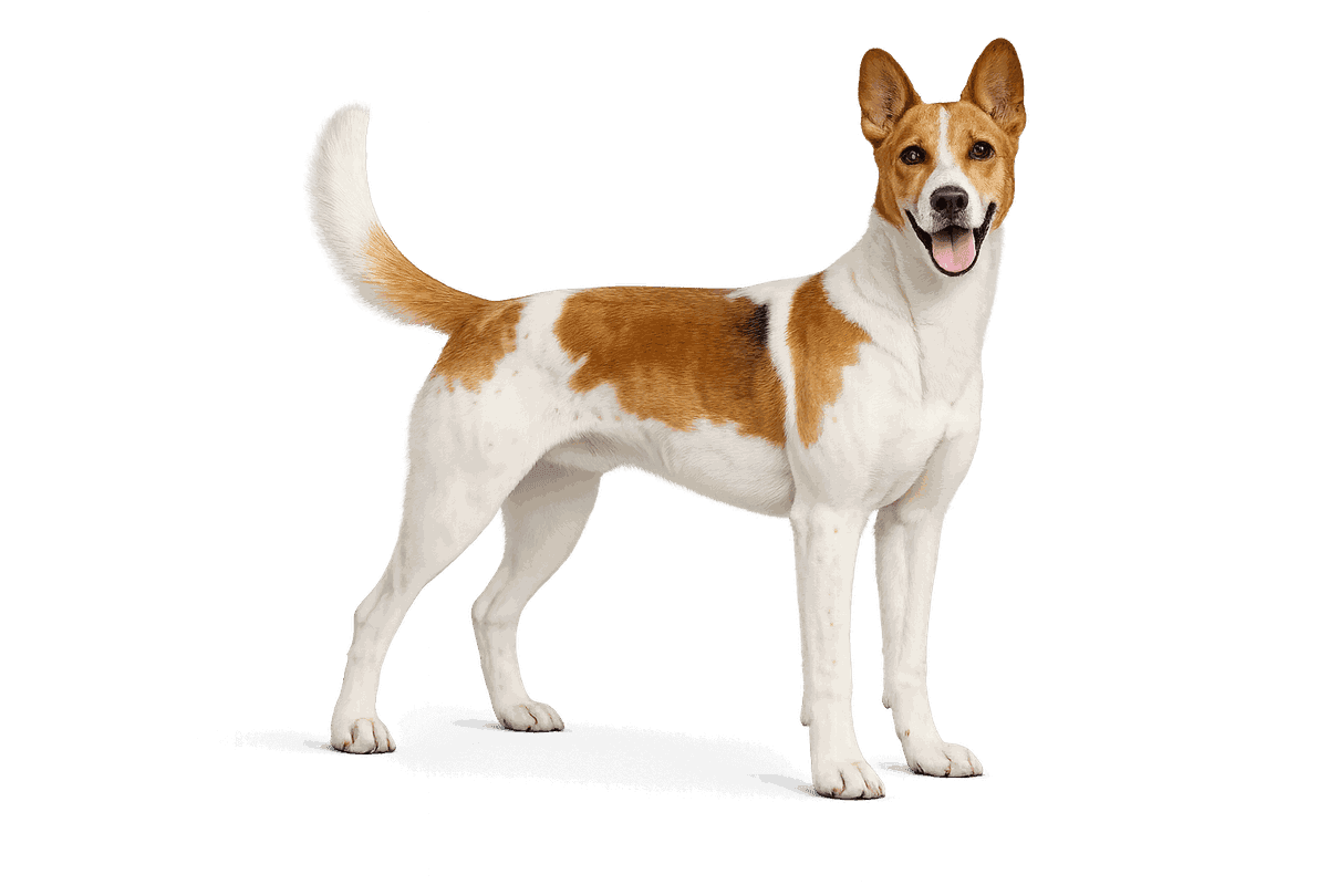 Great Anglo-French White and Orange Hound